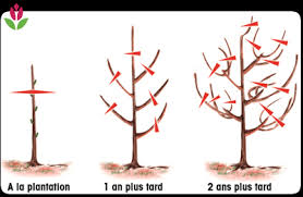Quelle est la meilleure méthode ? Comment Entretenir Et Tailler Les Fruitiers Conseil Jardin Willemse