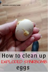 The longer an egg is stored, the more its quality declines, making it less springy and. How To Clean Up A Rotten Egg After It Exploded Murano Chicken Farm