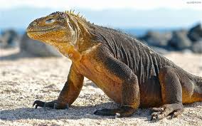 Waran z komodo, smok z komodo (varanus komodoensis) to gatunek gada z rodziny waranów. Waran Z Komodo Szukaj W Google Komodo Dragon Animal Mashups Komodo