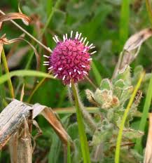 Image result for Sphaeranthus gomphrenoides