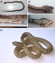 Image result for Gnidia chapmanii