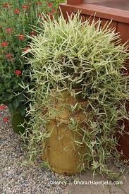 Stenotaphrum Secundatum Variegatum Variegated St Augustine Grass Plants Container Gardening Grass