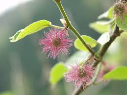 Image result for Broussonetia