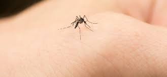 The cycle of west nile virus. Mosquito Bites And West Nile Virus Le Bonheur Children S Hospital