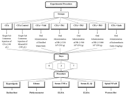 Flow Chart Of The Study Procedure Download Scientific Diagram