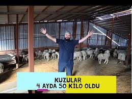 Heyvanlar Arilar Quslar Baliqlar Panosundaki Pin