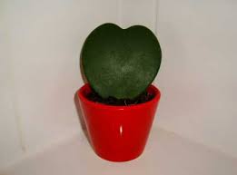 It has thick, succulent type, opposite leaves that are indeed shaped like flat hearts. Hoya Kerrii Sweetheart Plant Valentine Hoya Guide Our House Plants