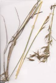 Image result for Hyparrhenia rufa