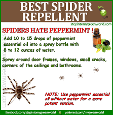 Healthy Living Diy Peppermint Spider Repellent Spiders Repellent Repellent Natural Spider Repellant
