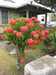 Image result for Ixora sp. A