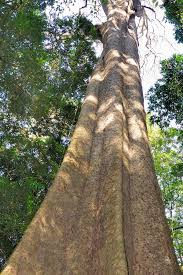 Image result for Cyathea mildbraedii
