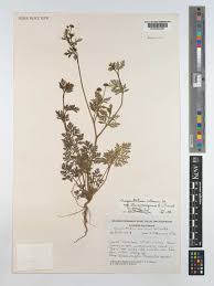 Image result for Chrysanthellum indicum