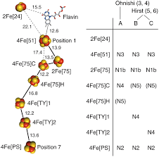 Direct Assignment Of Epr Spectra To Structurally Defined Iron Sulfur Clusters In Complex I By Double Electron Electron Resonance Pnas
