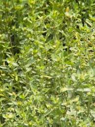 Image result for Enydra