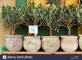 Small Olive Trees In Pots Bonsai Plants For Sale In Provence France Stock Photo In 2020 Bonsai Plants For Sale Potted Trees Potted Olive Tree