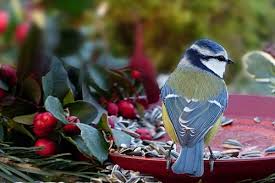 Quelle Alimentation Pour Les Oiseaux Du Ciel Blog