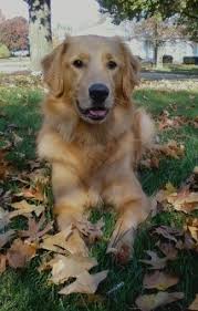 Golden Retriever Dog Breed Information And Pictures