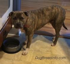 For impatiently, pitbull feeding guidelines the spunky. Basic Feeding Guide For Dogs
