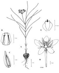 Image result for Fadogia arenicola
