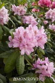 Scintillation Rhododendron Monrovia Plants Plants Plant Catalogs