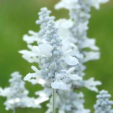 Image result for Salvia farinacea