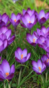 Pin On Flowers Wallpapers