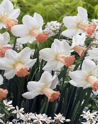 Skype Daffodil 5 Bulbs White With Apricot Cups 10 12 Cm Bulbs Daffodils Fragrant Flowers Urban Garden