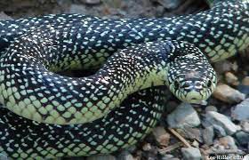 Speckled Kingsnake Florida King Snake Reptiles And Amphibians Snake