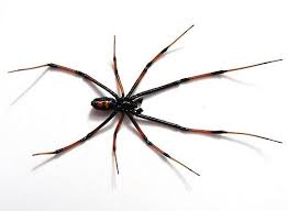 From florida to southern canada. Northern Black Widow Latrodectus Variolus Bugguide Net