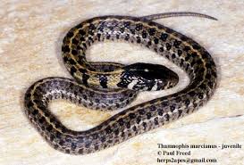 Vagrans) is a species of special concern in oklahoma. Thamnophis Marcianus The Reptile Database