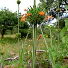 Image result for Leonotis nepetifolia