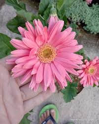 Bunga gerbera merupakan satu dari sekian banyak jenis tanaman hias yang asalnya dari luar negeri. Pin On Plantdecor