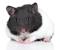 Cute Teddy Bear Hamster