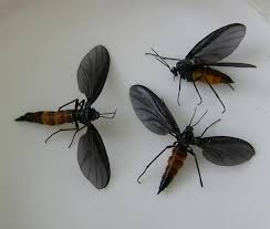 Image result for Gnidia chapmanii