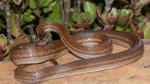 Get your fill for Deborah Furgang's nude revelations