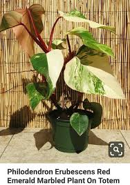 Pin By Sofia On Rare Plants Philodendron Plant Plants Variegated Plants