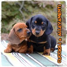 Curiosità artistiche da carpaccio a michelangelo. Bassotto Kaninchen E Nano Pelo Corto Allevamento Pedigree Lugano Annunci