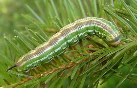 The origins of the word caterpillar date from the early 16th century. File Caterpillar Sphinx Pinastri Jpg Wikimedia Commons