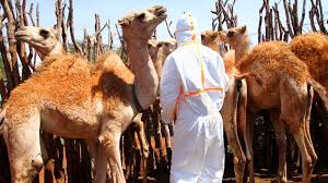 How many miles a day can a camel travel? Why Camels Are Worrying Coronavirus Hunters Bbc Future