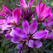 Image result for Cleome stricta