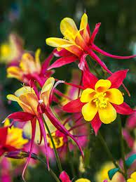 Watch bowling for columbine (2002) online. 7 Perennials That Will Bloom Multiple Times This Summer Flowers Perennials Perennial Plants Perennials