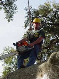 What does an arborist do? How To Become An Arborist In Oregon Arxiusarquitectura