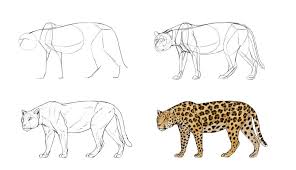 How To Draw Big Cats Lions Tigers Cheetahs And More Everything You Need To Know To Draw Mountain Lions Leopards Animal Drawings Animals Animals Images