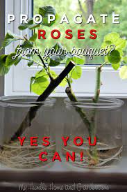 If You Love The Rose From Your Bouquet Propagate It My Humble Home And Garden Rose Cuttings Planting Roses Rose Plant Care