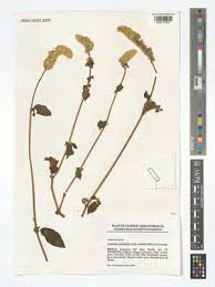 Image result for Cyathula polycephala