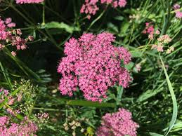 Image result for Pimpinella ledermannii