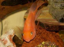 Temperatura Vody V Akvariume Dlya Somikov
