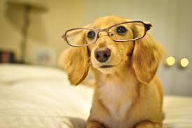 We hope this list of tv themed dog names gives you an idea on naming your pup. 101 Literary Inspired Dog Names Barkpost