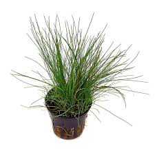 Image result for Eleocharis setifolia