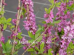 Peperboompje Daphne Mezereum Rubra Verplanten Planten Siergrassen